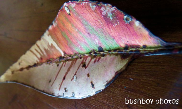 coloured leaf_named_binna burra_july 2017
