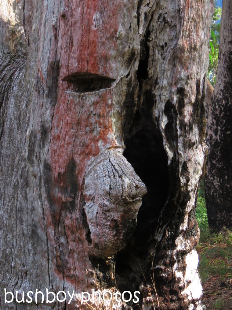 tree face_named_raspberry lookout_july 2017