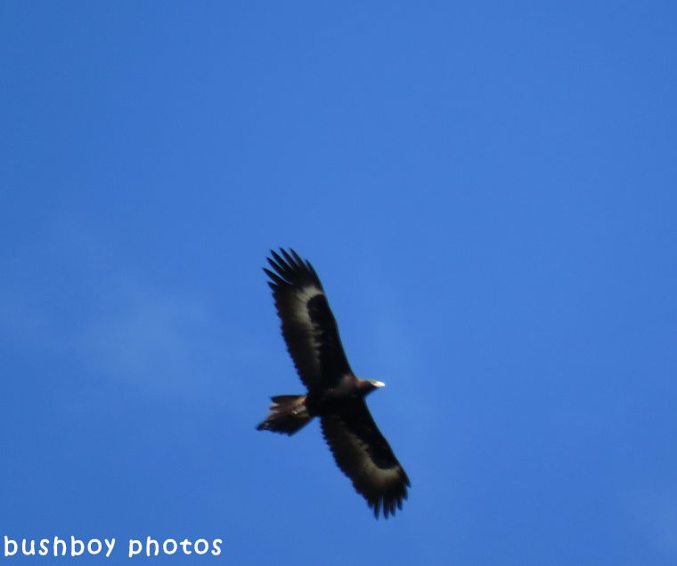 170920_blog challenge_letter E_wedged tail eagle_soaring