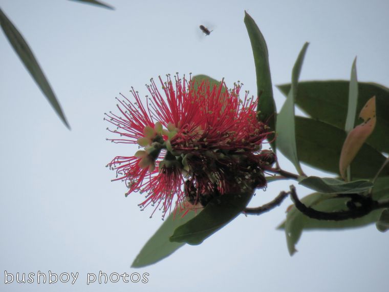 grevillea_red_bee_named_home_august 2017