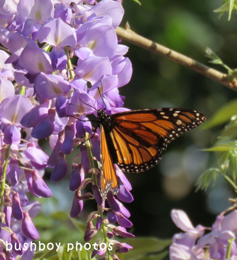 wisteria02_wanderer butterfly_crop_named_binna burra_sept 2017