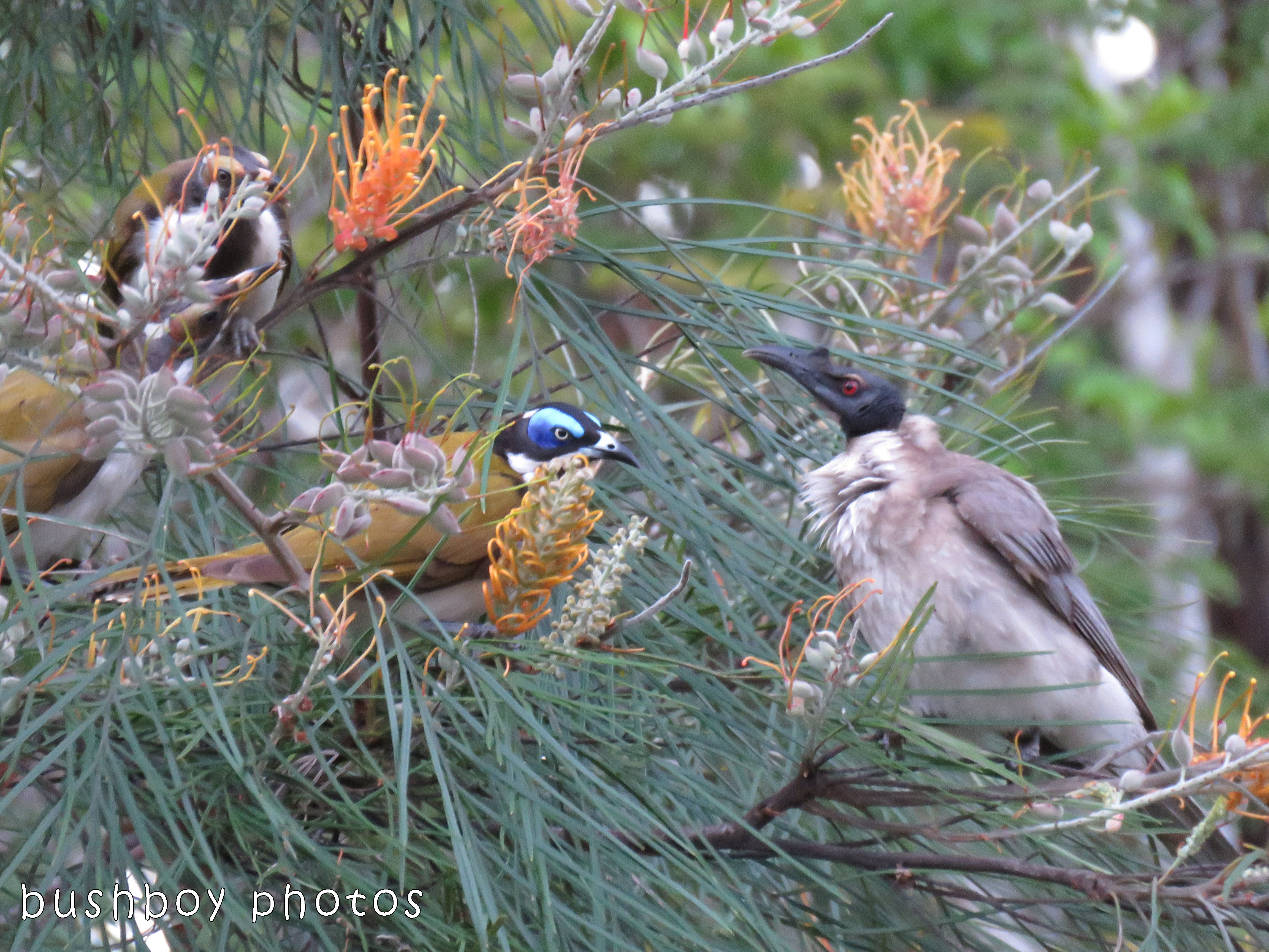 blue faced honeyeaters_noisy friarbird_named_home_oct 2017
