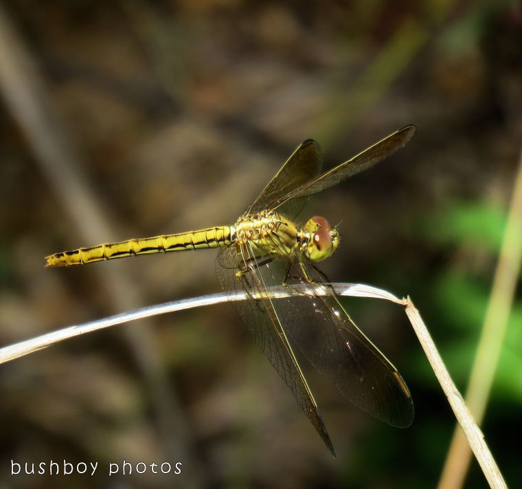 dragonfly_yellow_named_home_oct 2017