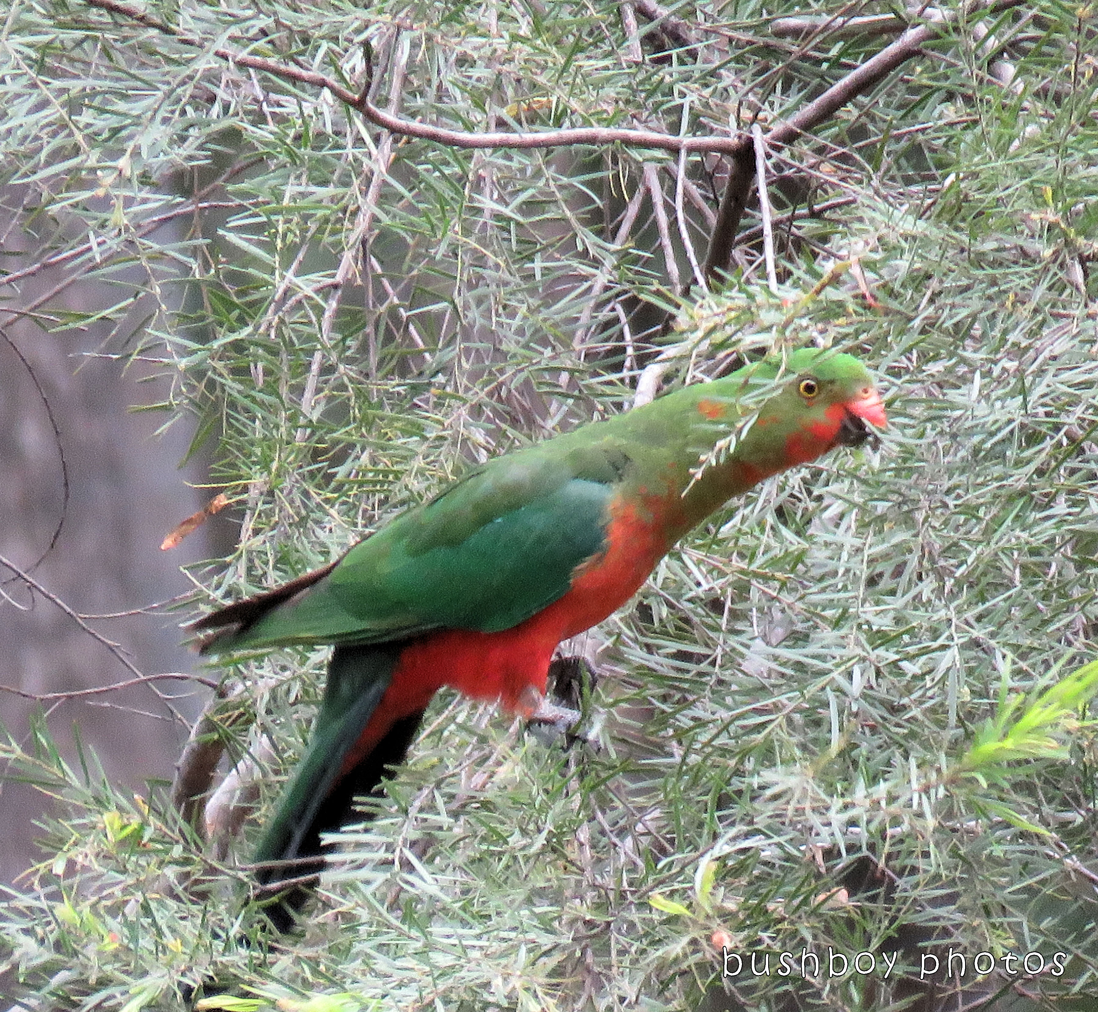 king parrot_named_home_oct 2017