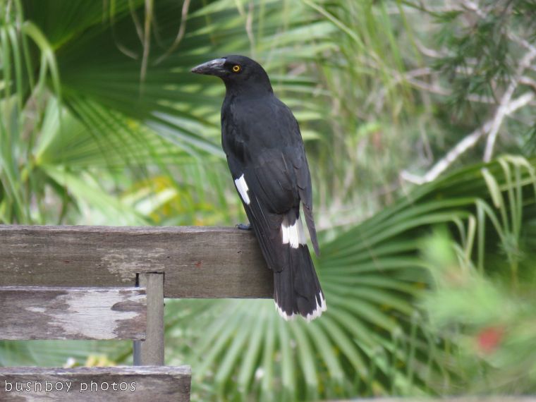 pied currawong91_named_home_oct 2017