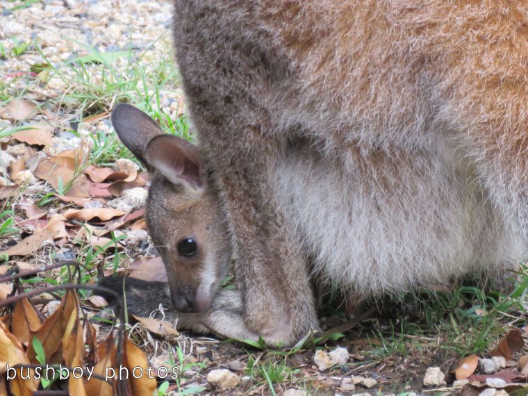 red necked wallaby_joey_named_home_oct 2017