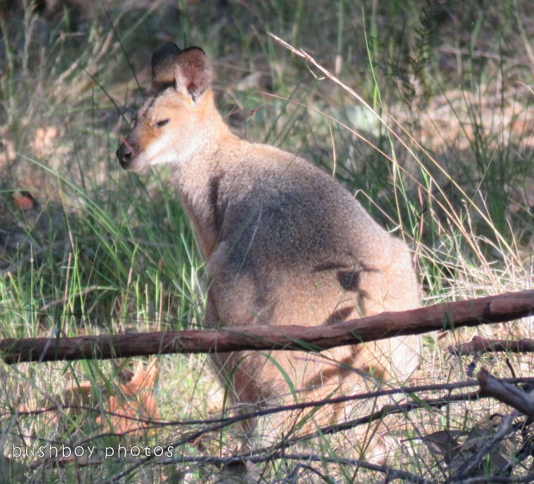 red necked wallaby_named_home_oct 2017