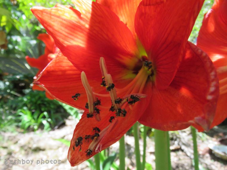 stingless native bees_hippeastrum_named_home_oct 2107