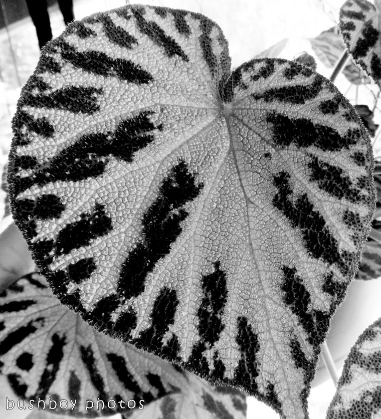 1`71204_blog challenge_blackandwhite_texture_begonia leaf01