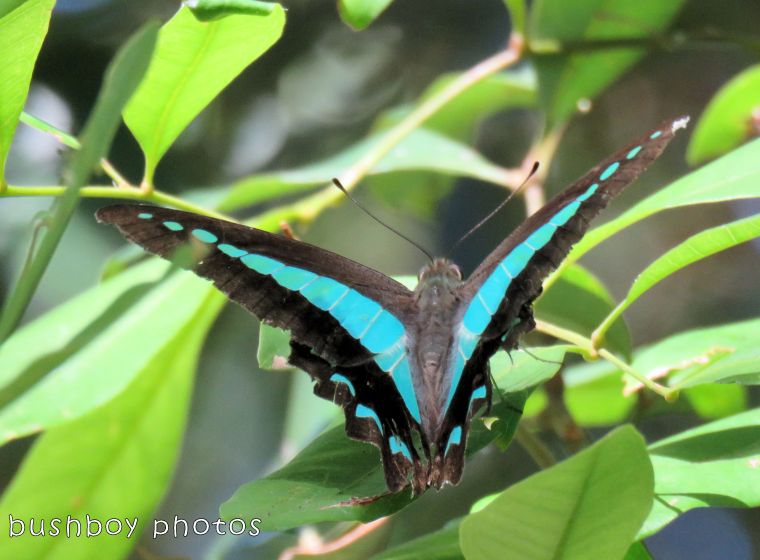 blue triangle butterfly_wings open_named_binna burra_jan 2018