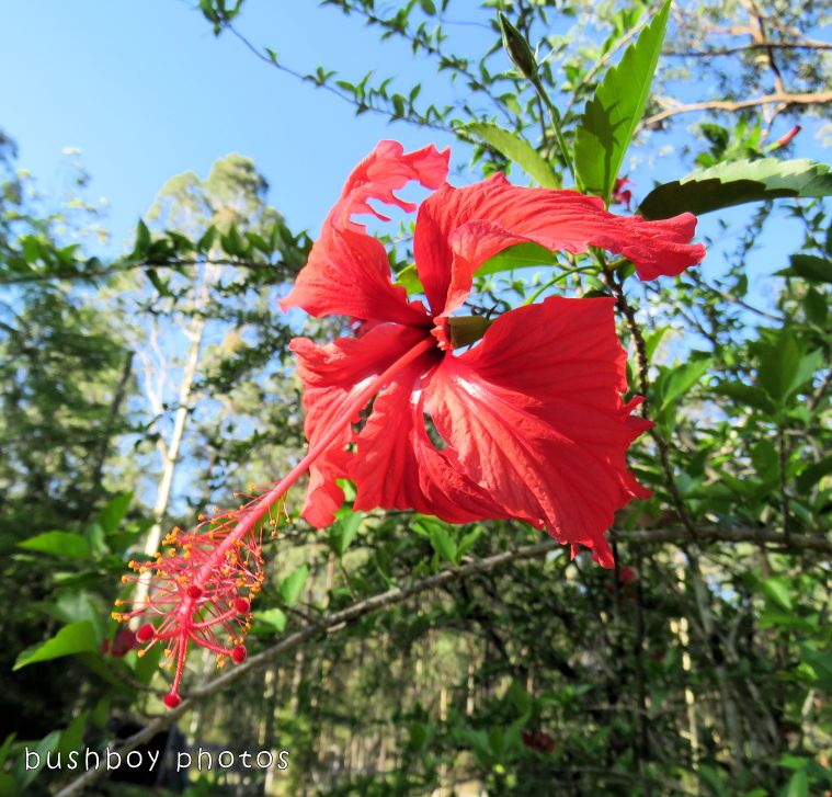 hibiscus_flower_red_named_home_dec 2017