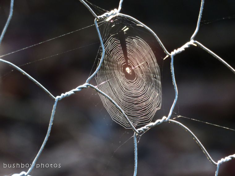 spiders web_wire fence_named_home_dec 2017