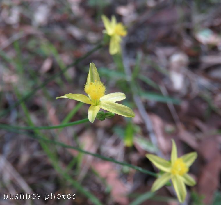 yellow star flower_named_home_dec 2017