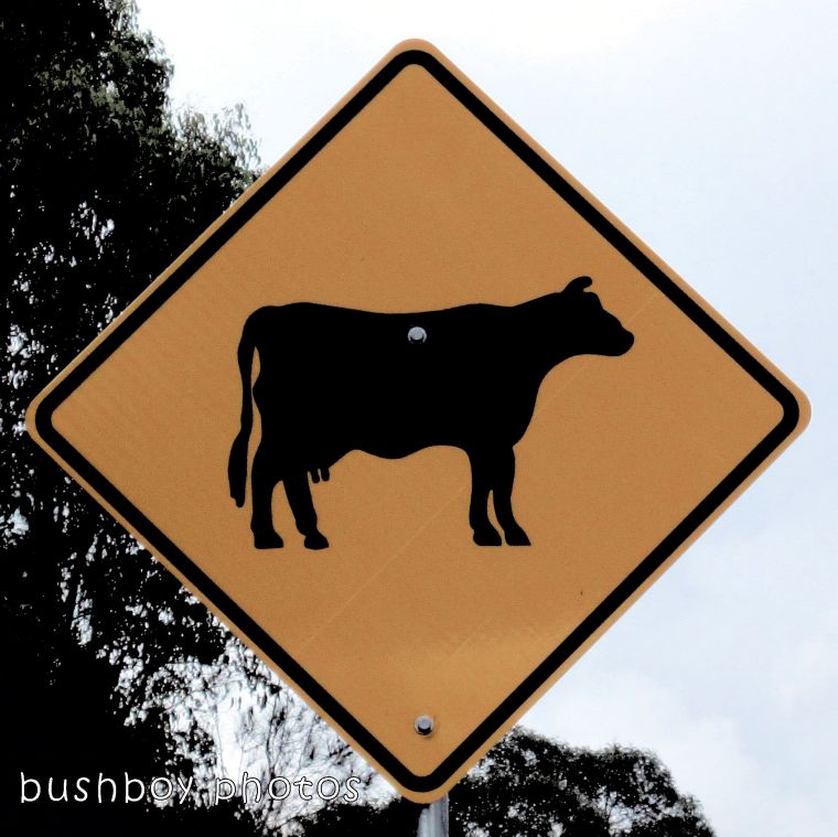 road signs_cow