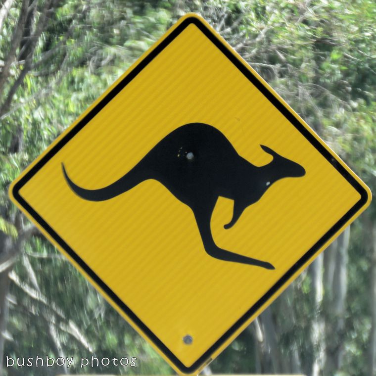 road signs_kangaroo