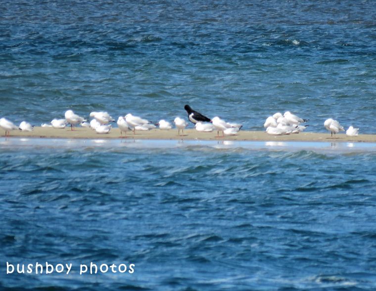 180418_blog challenge_odd one out_oystercatcher