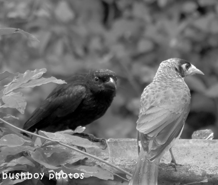 180427_blog challenge_blackandwhite_two differnt things_spangled drongo_noisey minor