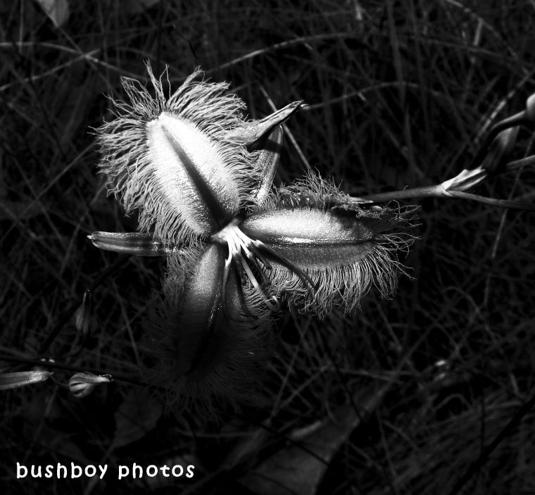180530_blackand white_flowers_purple fringe lily