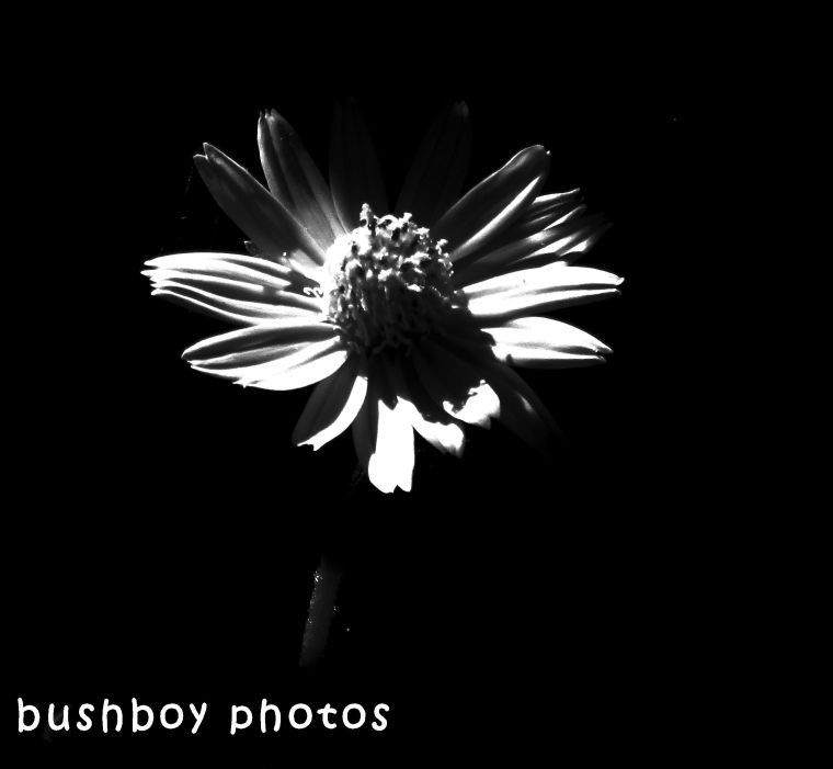 180530_blackand white_flowers_singapore daisy