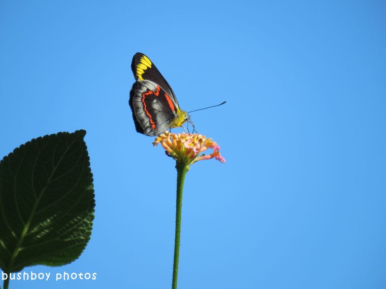 common jezabel butterfly_named_binna burra_may 2018