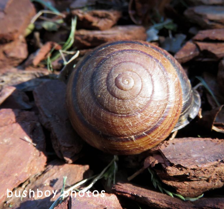 frasers banded snail shell_top_named_binna burra_may 2018