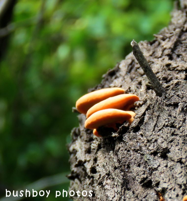 fungi_tree_orange_named_binna burra_may 2018