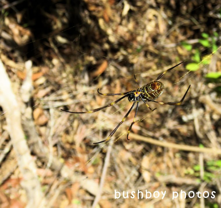 golden orb weaver_beneath_named_home_may 2018