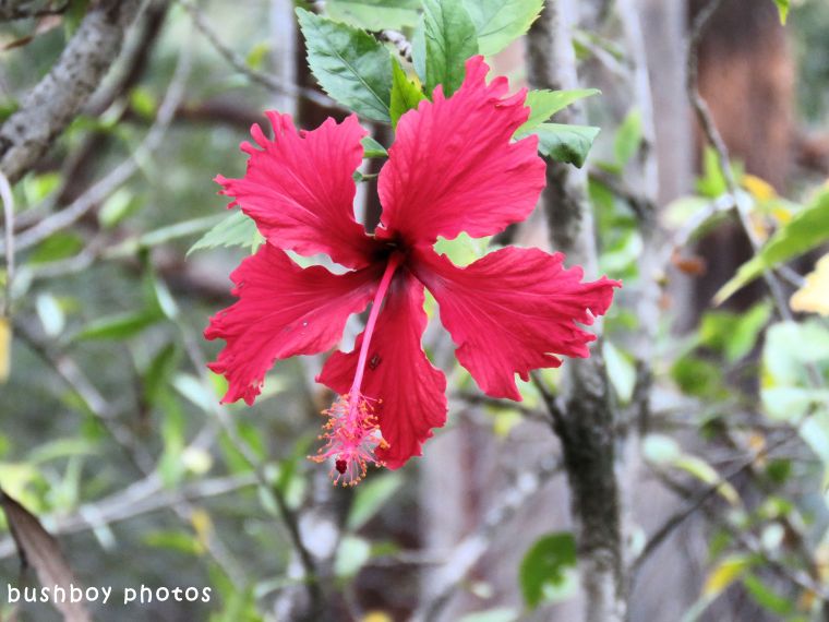 hibiscus_named_home_may 2018