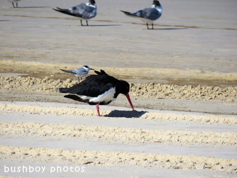 little tern_sooty oystercatcher_named_south ballina beach_may 2018