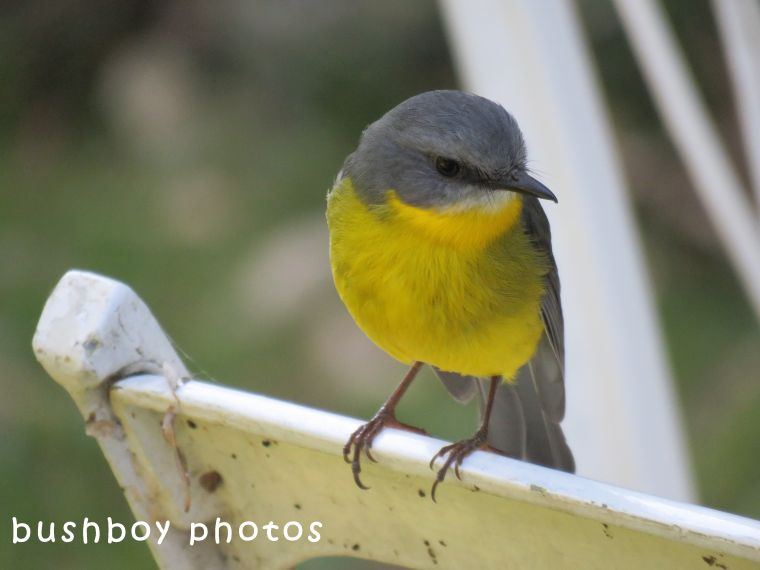 northern yellow robin_bobbin_named_binna burra_may 2018