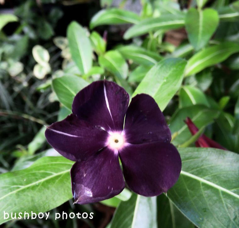 purple flower_named_binna burra_may 2018