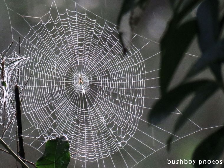 spiders web_named_binna burra_april 2018