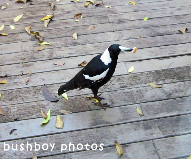 180629_blog challenge_black and white_birds_magpie