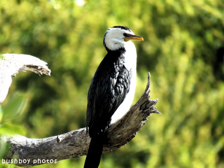 180629_blog challenge_black and white_birds_pied cormorant