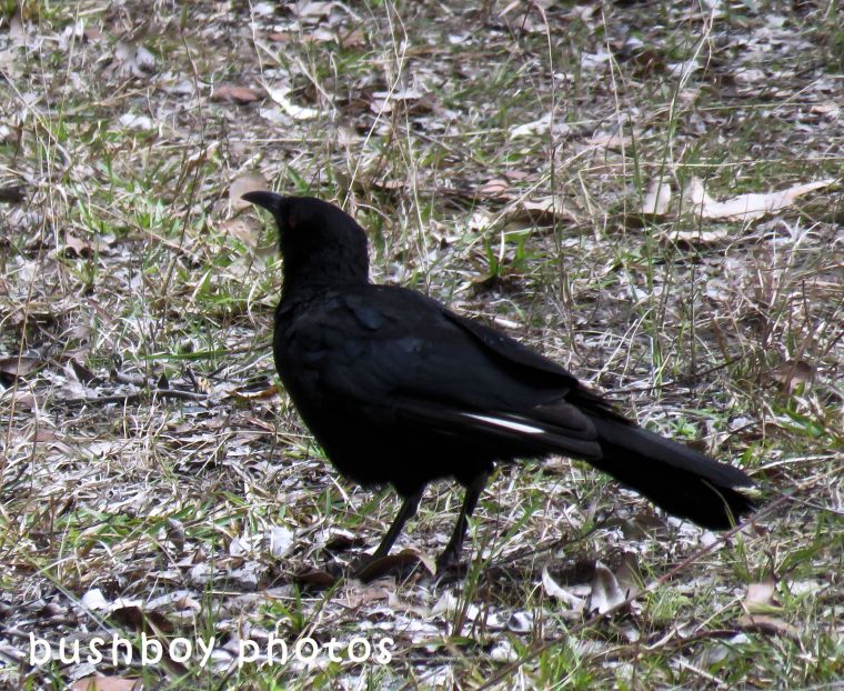 180629_blog challenge_black and white_birds_white winged chough