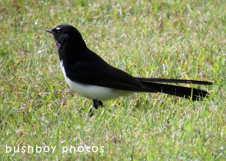 180629_blog challenge_black and white_birds_willie wagtail