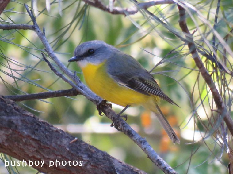 northern yellow robin_named_home_june 2018