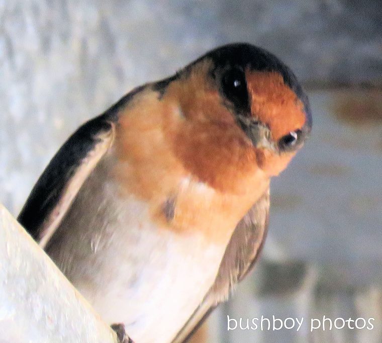 180819_blog challenge_close up_welcome swallow