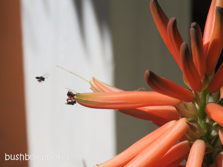 180819_blog challenge_everyday moments_agave flower05_bees