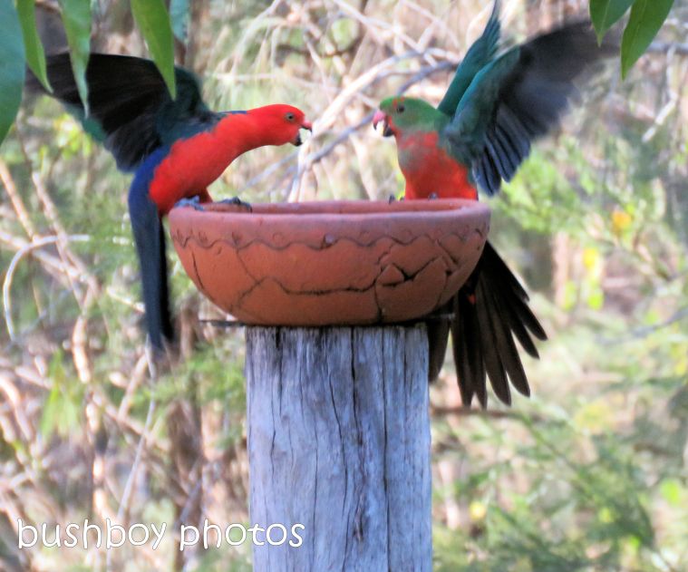 180822_blog challenge_scene_birdbath7_king parrots