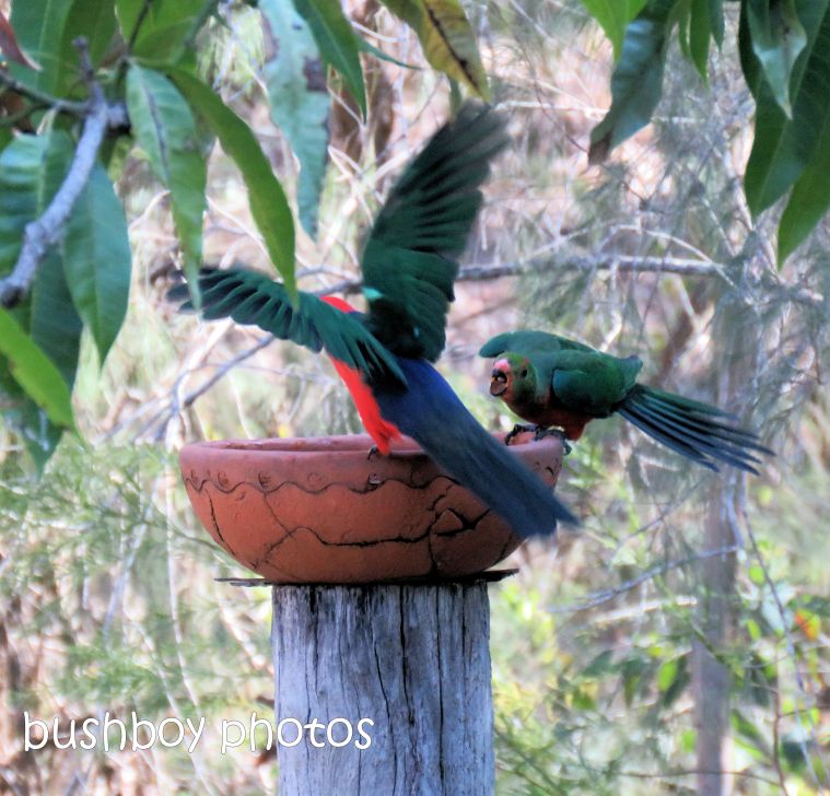 180822_blog challenge_scene_birdbath8_king parrots