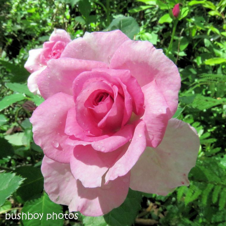 180904_blog challenge_pink square_rose
