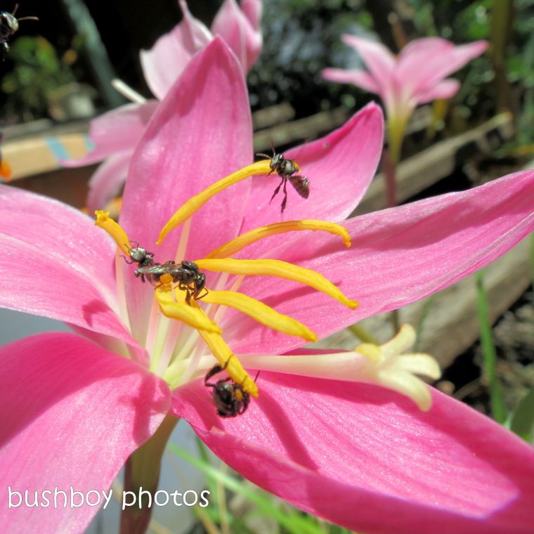180910_blog challenge_pink square_crocus_native bees