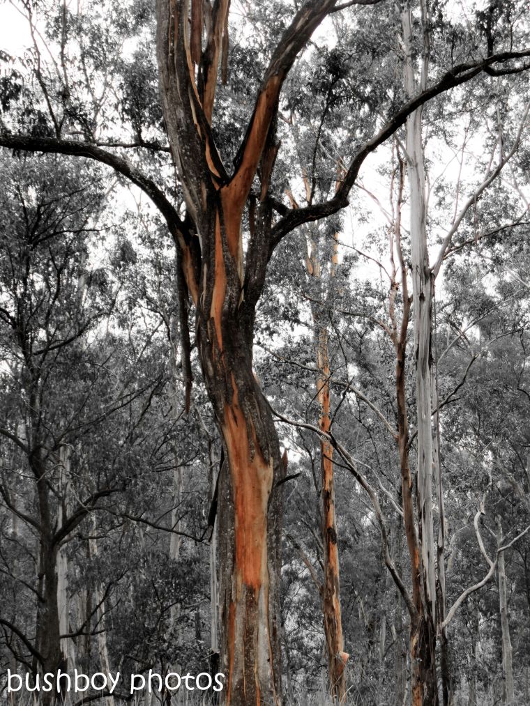 180921_blog challenge_blackandwhite_trees_forest gums_orange_close