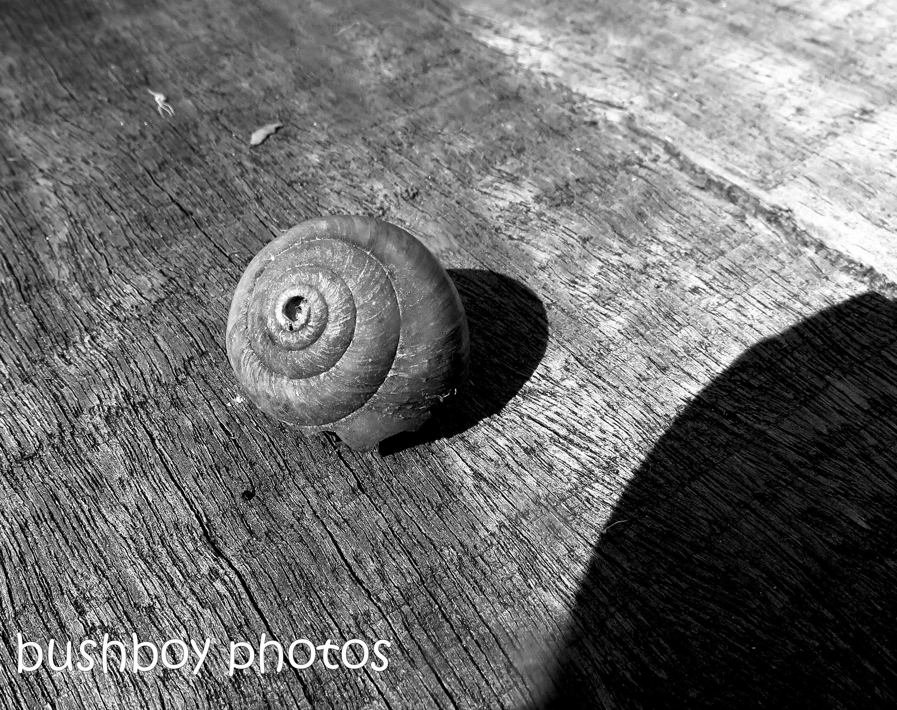 180928_blog challenge_blackandwhite_circles_curves_snail shell