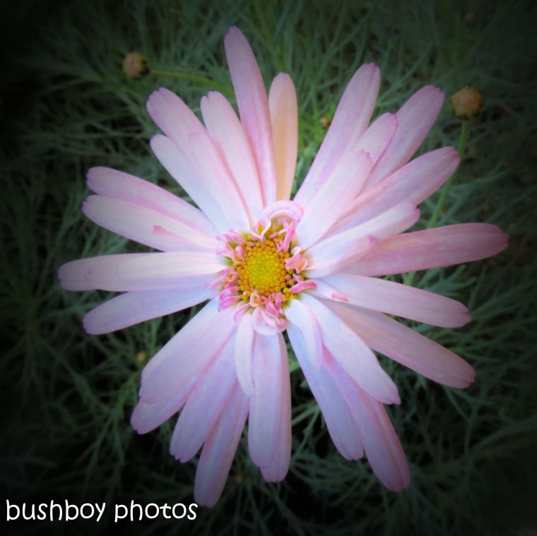 180930_blog challenge_pink square_flower1