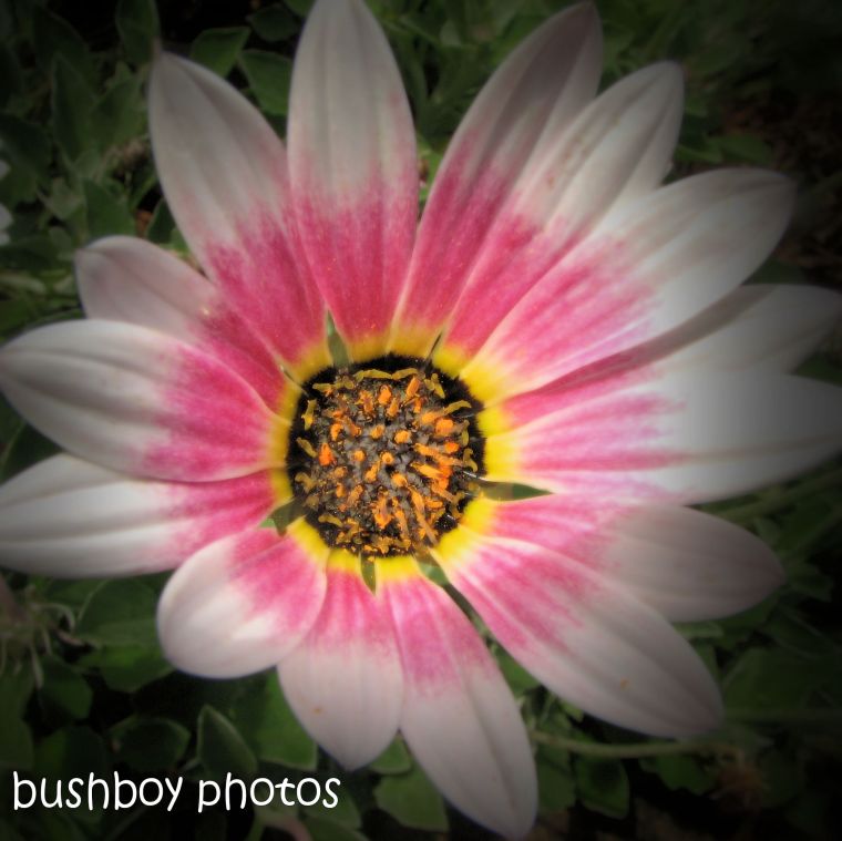 180930_blog challenge_pink square_flower6