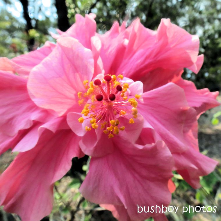 180930_blog challenge_pink square_hibiscus_flower