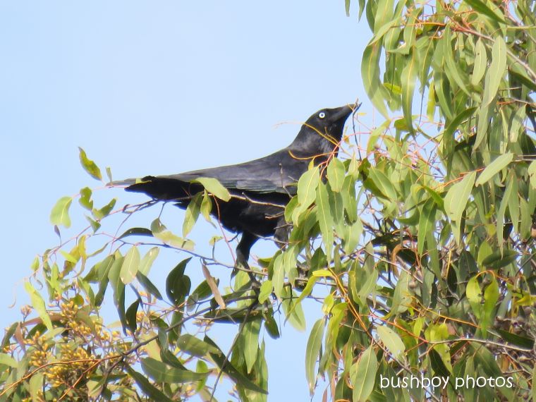 australian raven_tree top_named_home_aug 2018
