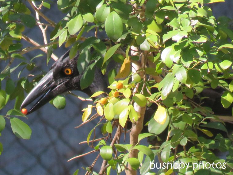 currawong_berry_named_home_aug 2018